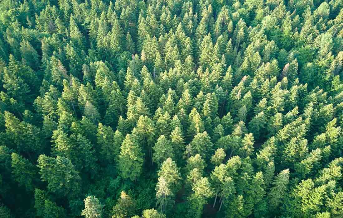 Aerial-View-Of-Green-Pine-Fore-477622997